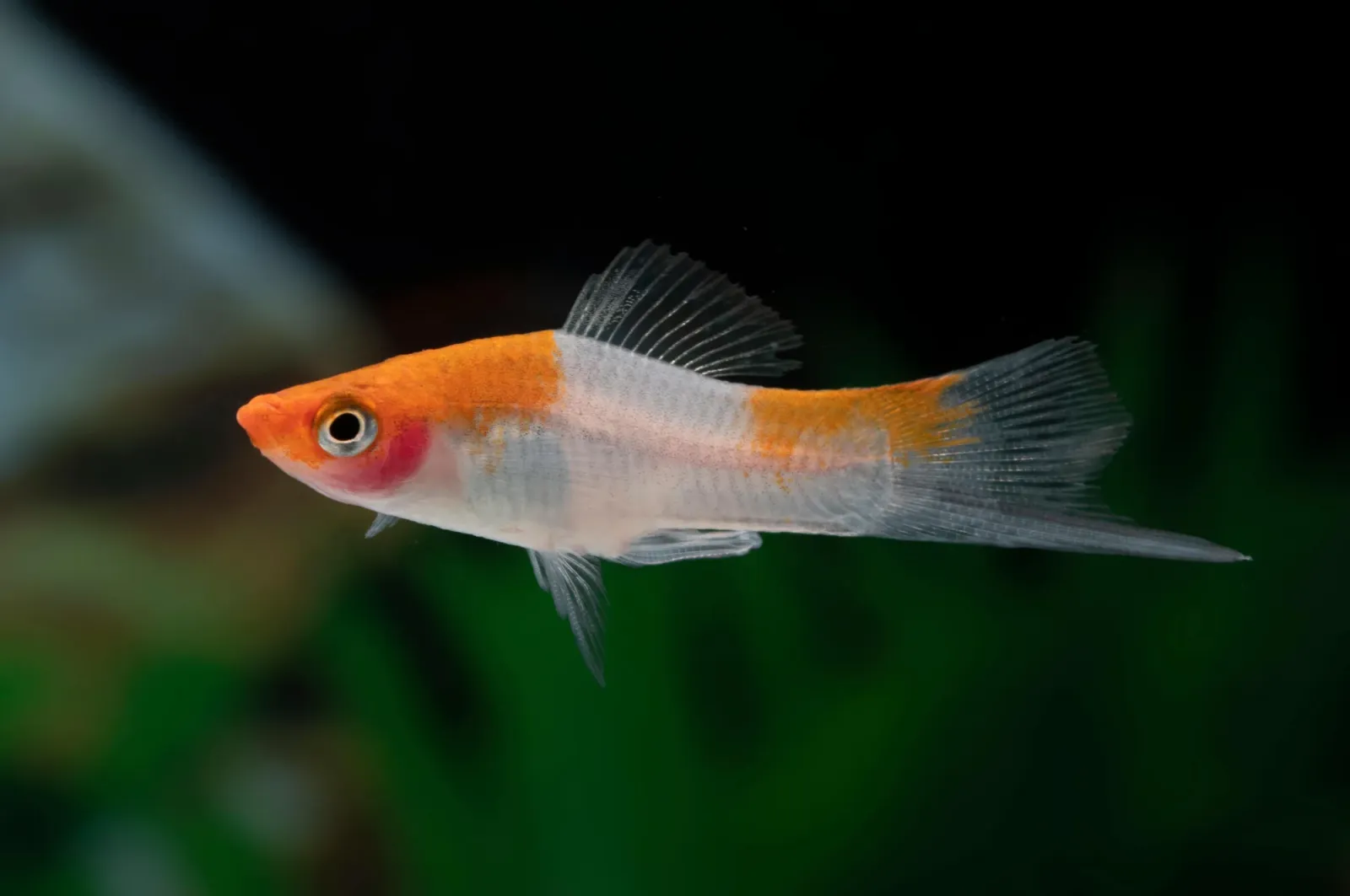 Schwertträger Koi Kohaku im Aquarium